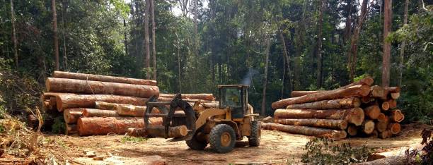 Professional Tree Care in Winter Park, FL